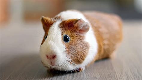 Do Guinea Pigs Sleep? This Is What Experts Tell About It - Planet Pet