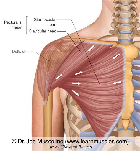 Pectoralis Major - Learn Muscles - FindSource