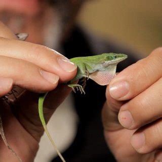 Green Anole Facts and Pictures