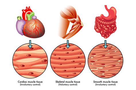 Non Striated Voluntary Muscle