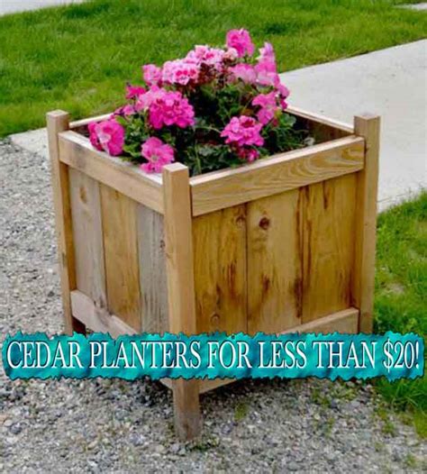 CEDAR PLANTERS FOR LESS THAN $20!