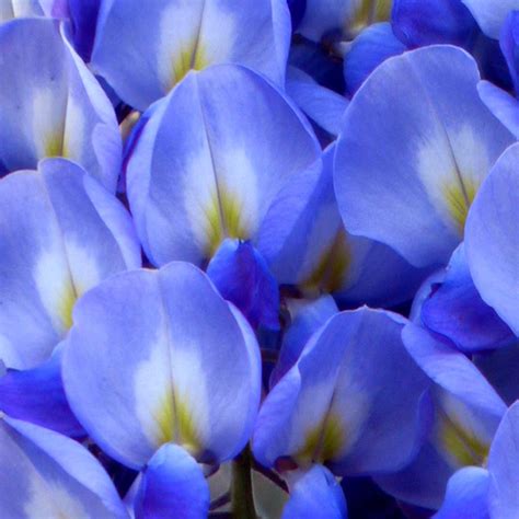 INDIGO BLUE FLOWERS - ALAMARLIFE