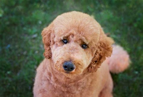 How To Do The Teddy Bear Cut On Poodle