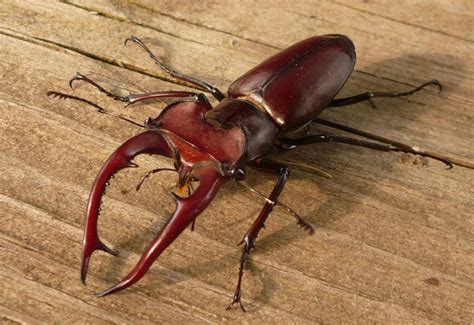 Giant Stag Beetle: Identification, Life Cycle, Facts & Pictures