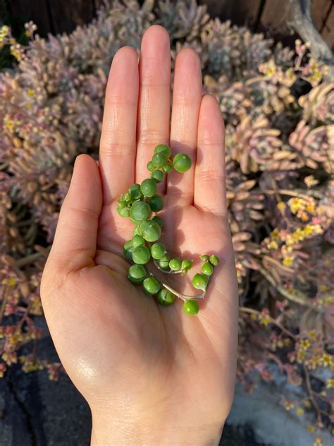 4 Succulent Cuttings Succulent Cuttings Set of 4 Clippings | Etsy