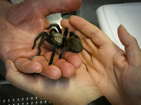 Tarantulas in Colorado are on the move, and they're looking for love