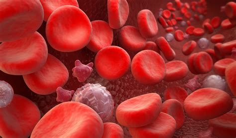 Red blood cell fragments attack blood vessels - Inserm Newsroom