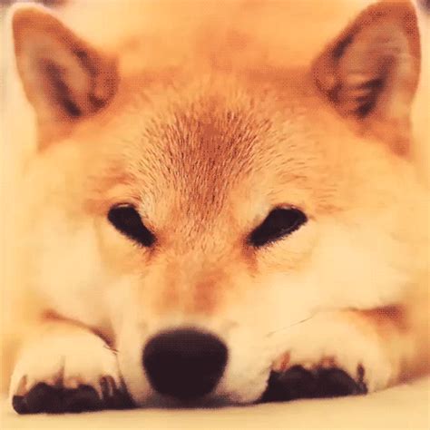 Original Doge Meme Gif