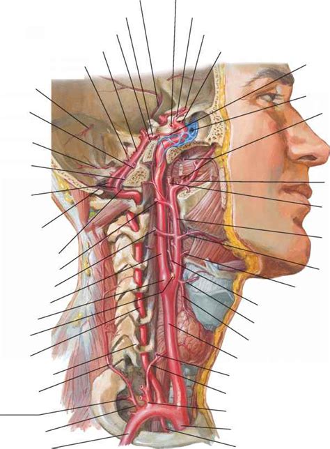 Ascending Pharyngeal Artery - Spinal Nerve - RR School Of Nursing