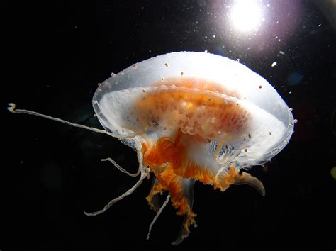 "Jellyfish species Diplulmaris Antarctica floats with the current just ...