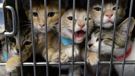 Free adoptions at the Gloucester County Animal Shelter