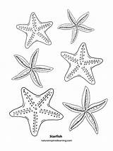 Starfish Coloring sketch template