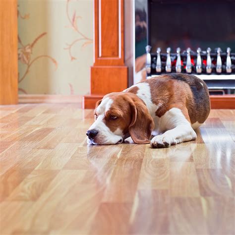 Hardwood Floor Cleaning - JDog Carpet Cleaning & Floor Care