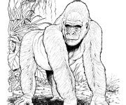 Coloriage Gorille gratuit à imprimer