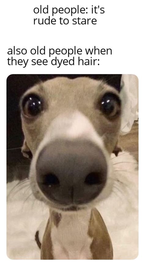 That stare that damned stare : r/memes