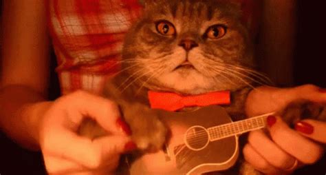 Musical Cat GIF - Cat Ukulele Strum - Discover & Share GIFs