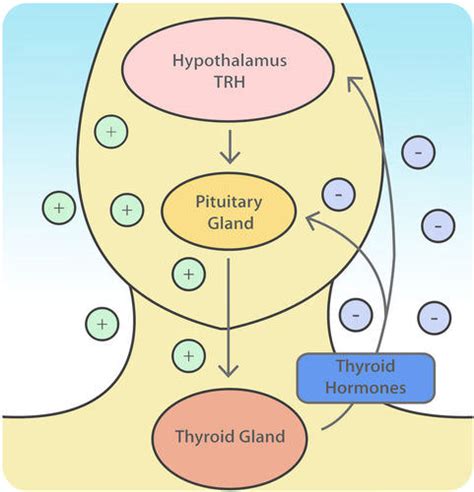 13.27: Hormone Regulation - Biology LibreTexts