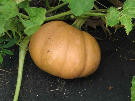 Seminole Pumpkin Follow-up – The Southern Agrarian