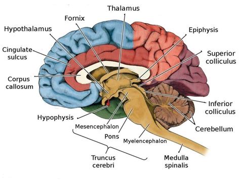 diagram of fornix (59) . | Download Scientific Diagram