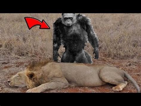 The ''Lion Killer'' Chimps: Bili Apes. I recently heard about them from ...