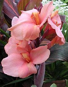 Canna (plant) - Wikipedia