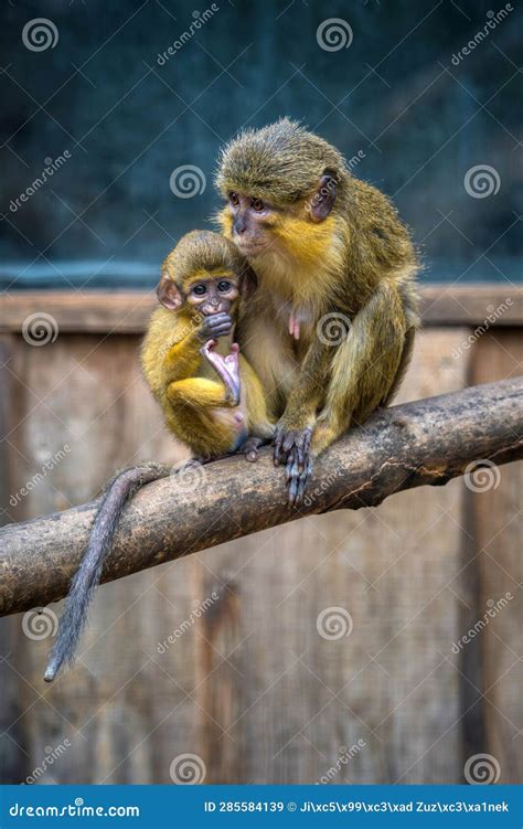 Southern Talapoin Monkey Baby with Mum Stock Image - Image of sitting, travel: 285584139