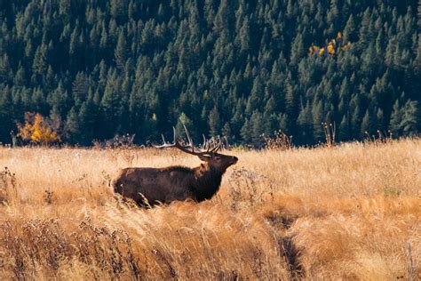 Where to See Wildlife in Rocky Mountain National Park ( + Photography ...