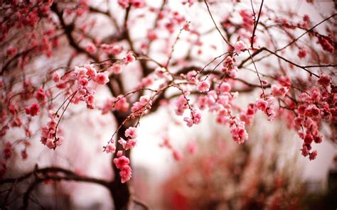 Awesome Cherry Blossom Wallpaper. | Cherry blossom wallpaper, Cherry blossom images, Cherry ...