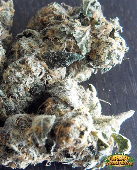 Girl Scout Cookies Seeds - Strain Review | Grow-Marijuana.com