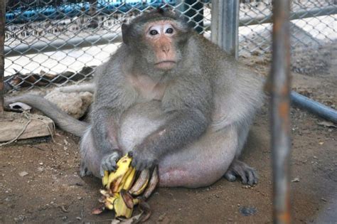 Obese Thai Monkey Named Uncle Fat on a Diet