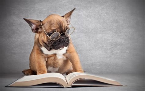 Fonds d'écran Chien portant des lunettes de lecture d'un livre 2560x1600 HD image