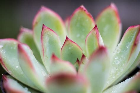 Can Succulent Leaves Heal