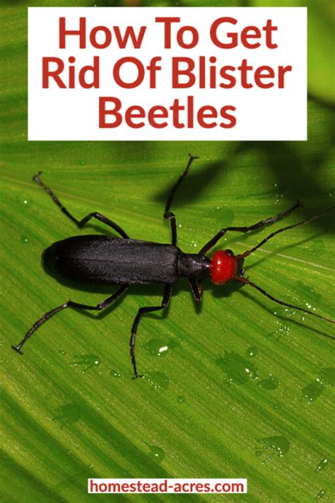 How To Get Rid Of Blister Beetles - Homestead Acres