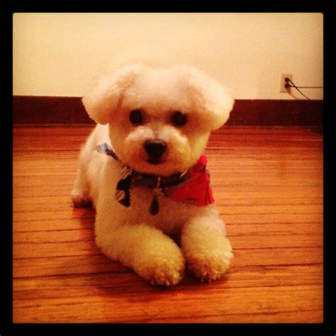 Bichon Frise. This is Riley, the ultimate gentleman.