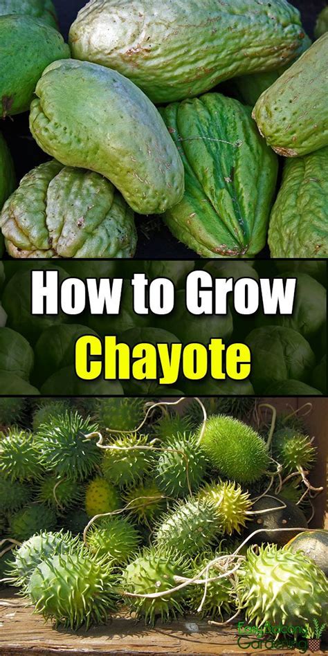 How to Grow Chayote - Easy Balcony Gardening | Vegetable garden design ...