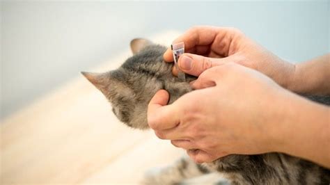 How do topical flea treatments work? | PetsRadar