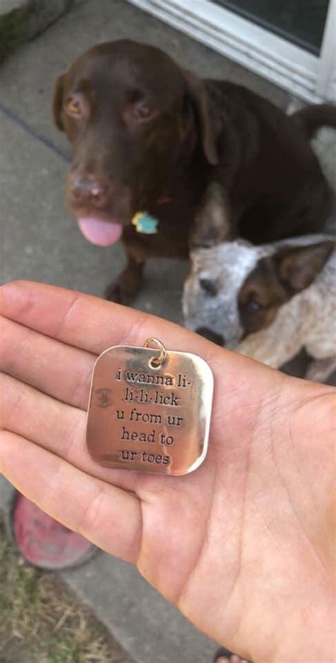 Dog Tags are Always Useful and Sometimes Hilarious (13 Pics ...