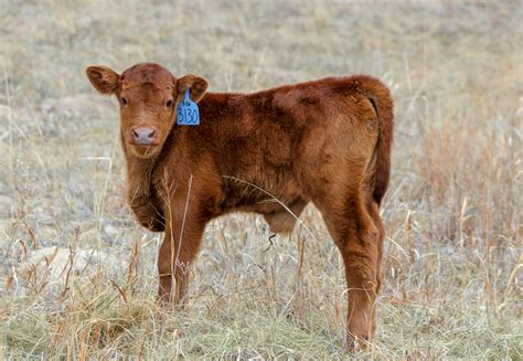 Don’t Panic! Preparing for Calving Season is Simple and Easy* | UNL Beef