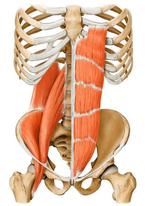 Core muscles on yoga anatomy. David Keil contemplates the relationship ...