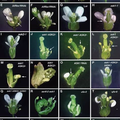 (PDF) Regulation of Flower Development in Arabidopsis by SCF Complexes