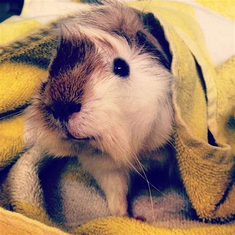 14 Squeaky Clean Guinea Pigs Soaking Up A Good Bath - The Dodo