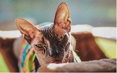 Sphynx Cats, Care & Grooming Guides, Photos & Information