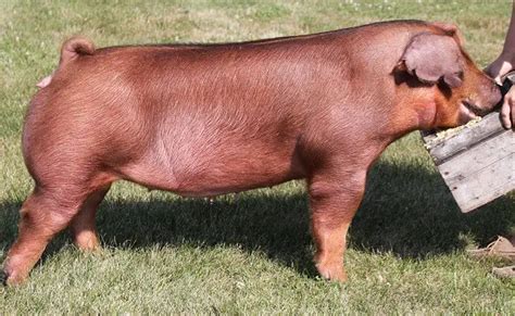 Duroc Pig Characteristics