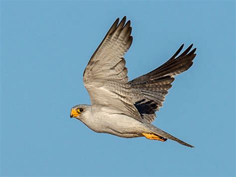 Taking Flight: 5 Different Types of Bird Wings & What They Mean | Green Bay Botanical Garden