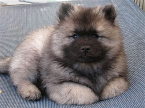 Norwegian Elkhound vs Keeshond - Breed Comparison