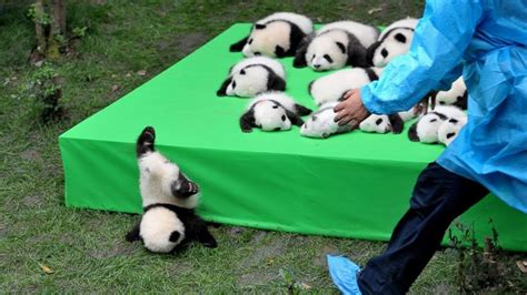 AWW SO CUTE!!! BABY PANDAS Playing With Zookeeper | Funny baby pandas | Baby panda falling - YouTube