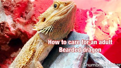 How to care for an adult bearded dragon - YouTube