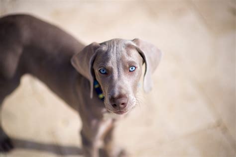 12 Dog Breeds With Blue Eyes That Are Stunning