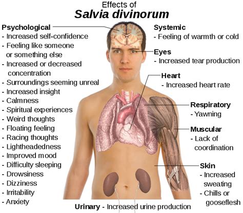 Fact and Fiction About Salvia (Sage) is a common perennial herb that ...