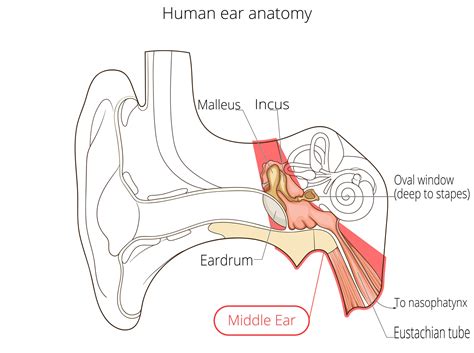 Ear Anatomy | Causes of Hearing Loss | Hearing Aids | Audiology